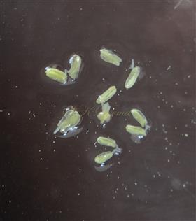  Stamens